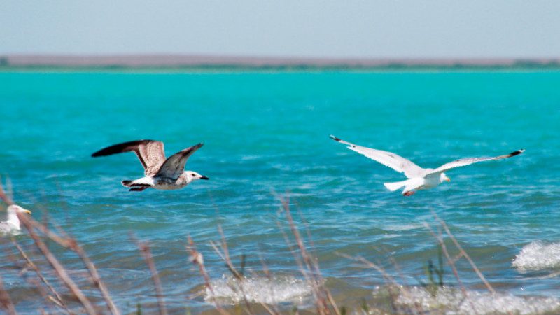 Недвижимость у озера Балхаш: 10 вариантов домов до 50 млн тенге