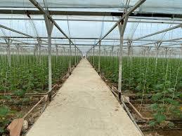 В Туркестанской области запускается теплица с российским участием