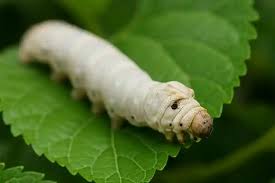 Туркестанская область запускает проект по переработке тутового шелкопряда